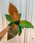 4" Philodendron 'Mccolley's Finale'