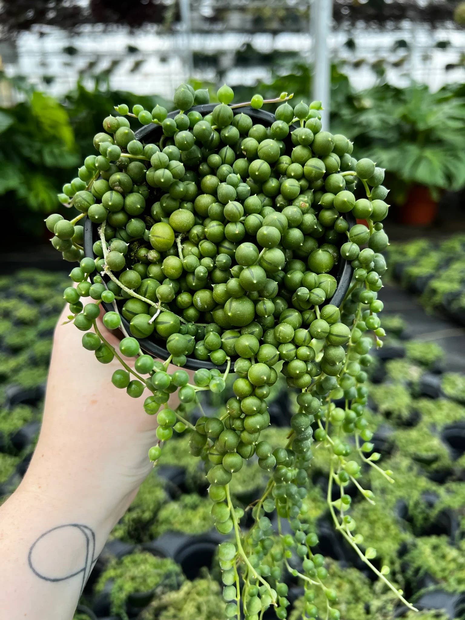 Senecio String of Pearls | Live Rooted Plant