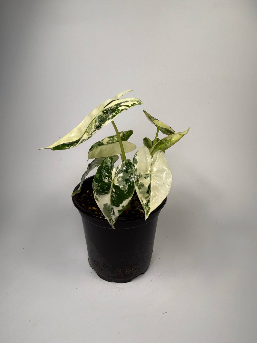 Alocasia Variegated Frydek - 4" Pot