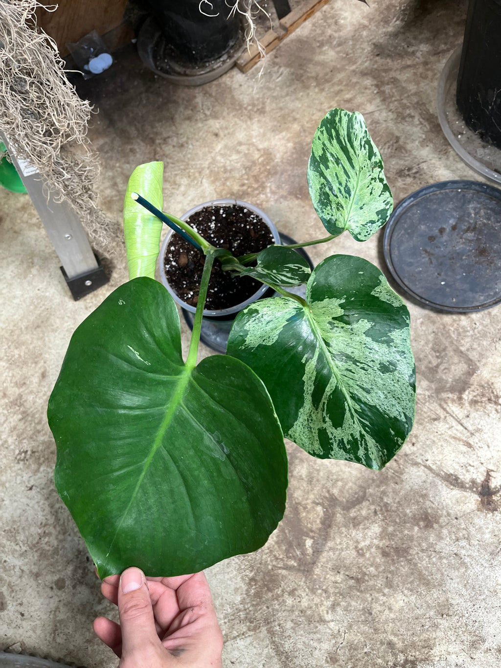 Monstera Bulbasaur