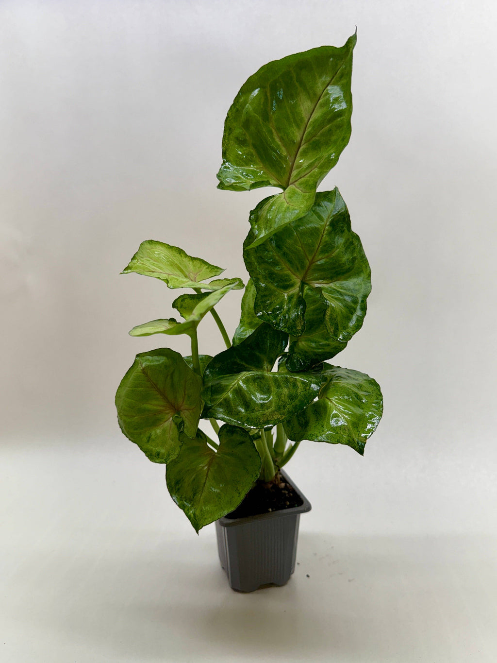 Syngonium Cream Allusion - 4" Pot