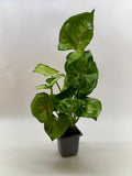 Syngonium Cream Allusion - 4" Pot