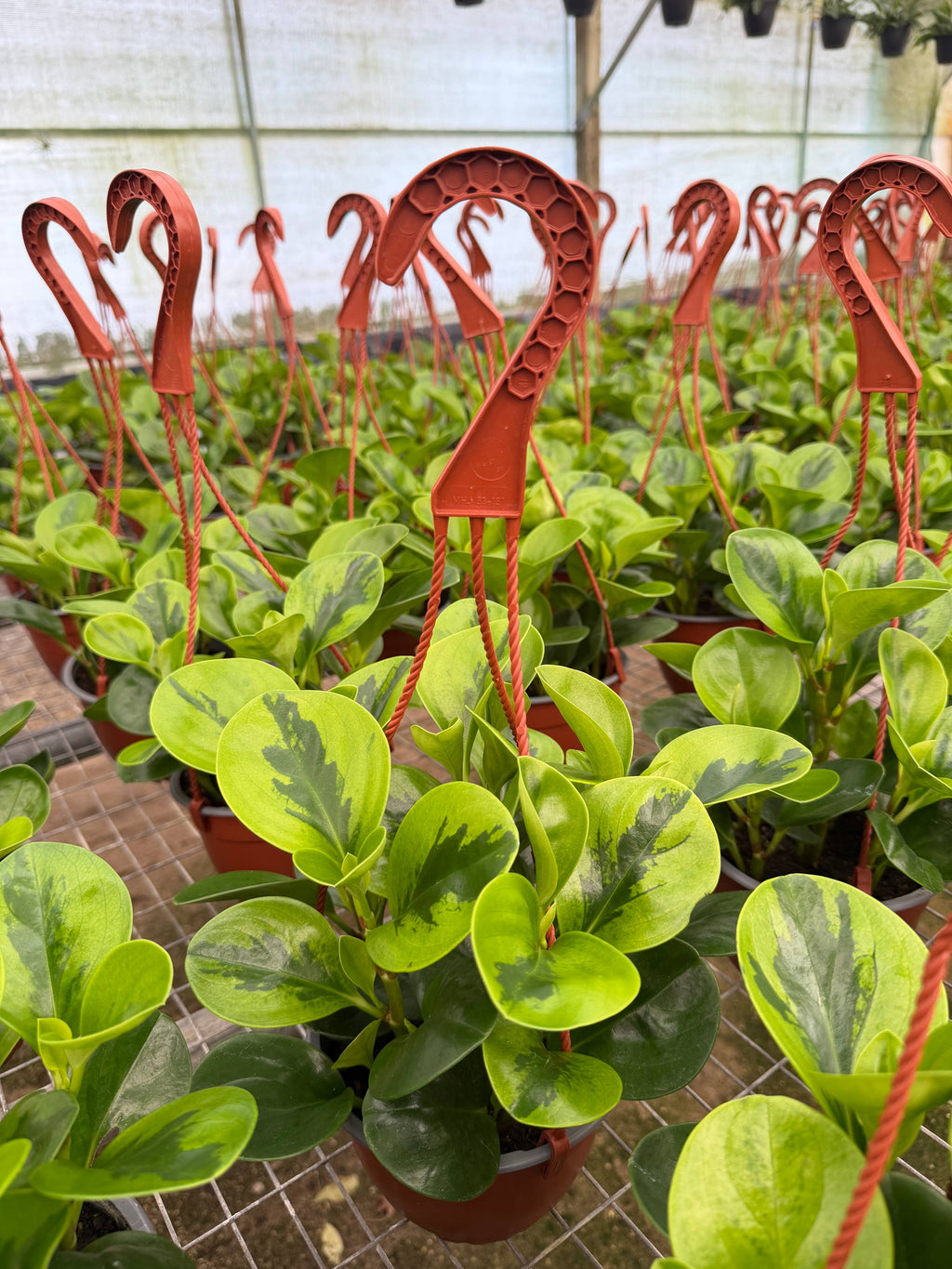 PEPEROMIA Obtusifolia ‘Lemon Lime’ Live Plant HB 6in