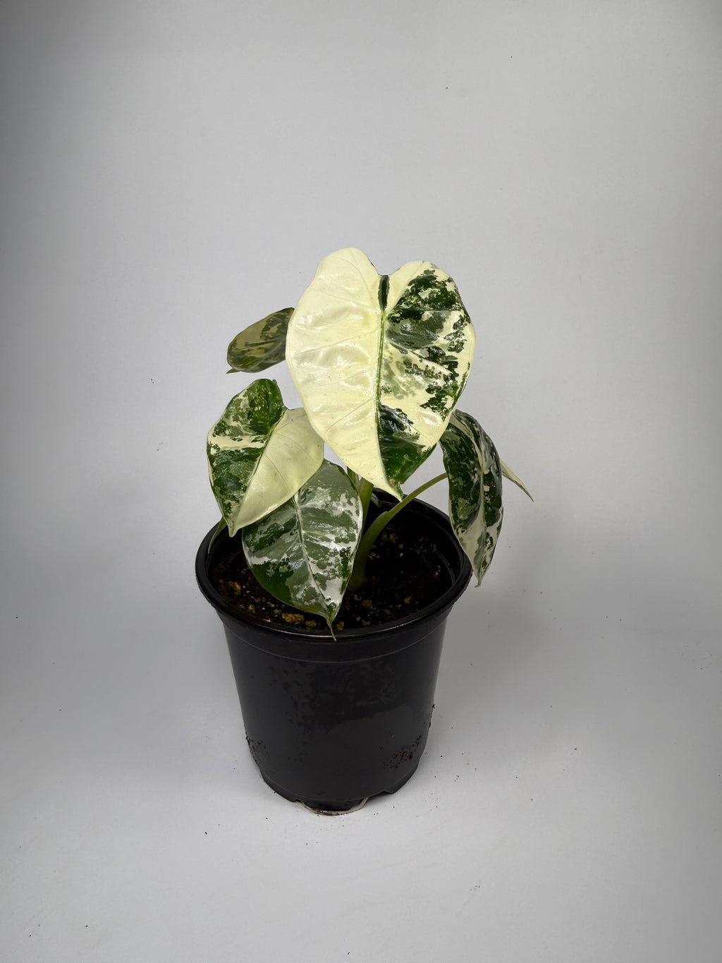Alocasia Variegated Frydek - 4" Pot