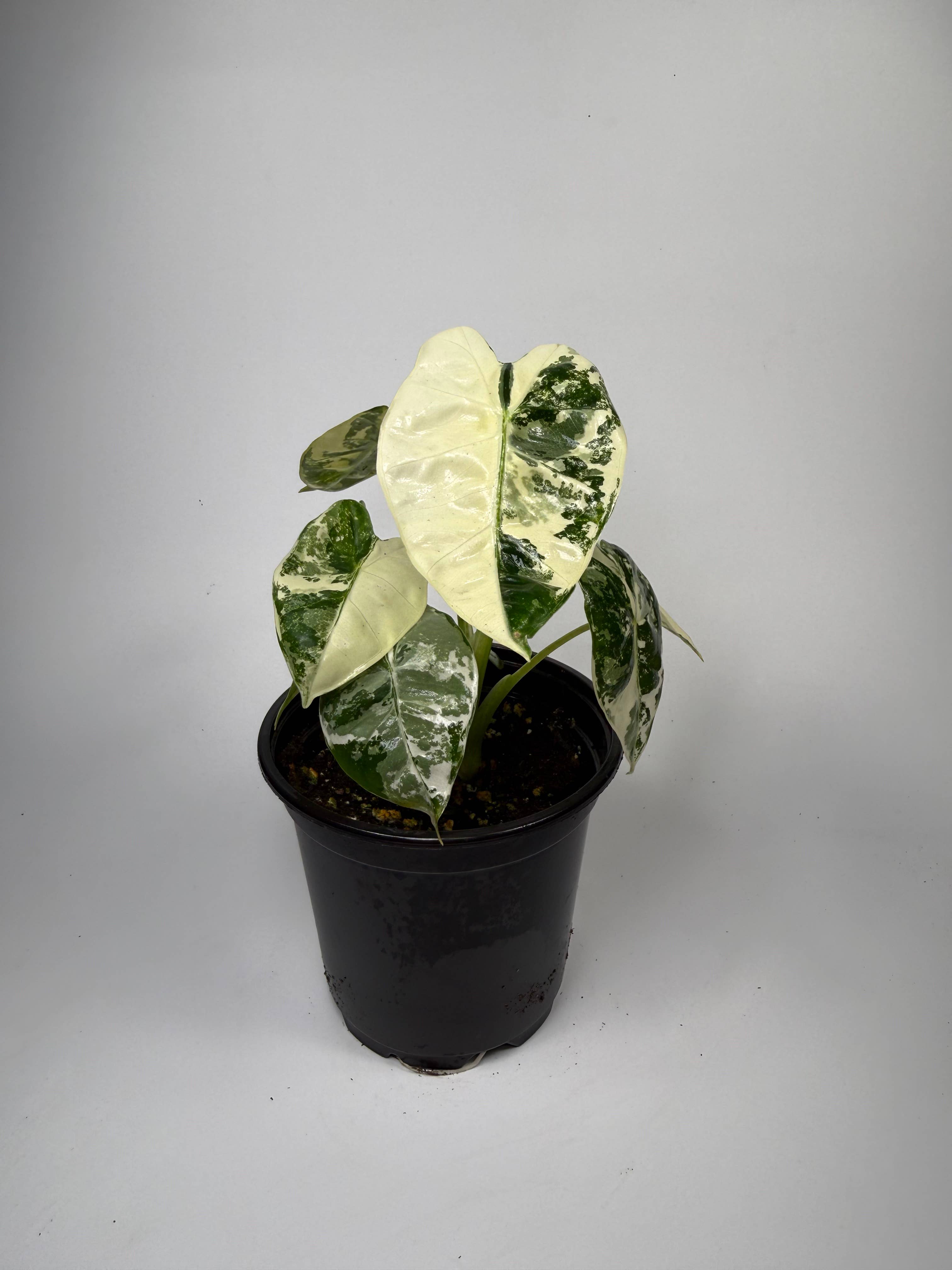 Alocasia Variegated Frydek - 4" Pot