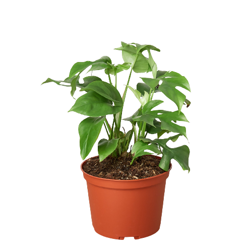MONSTERA MINIMA 6-inch