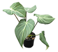Philodendron Gloriosum 4 inch in Grower Pot