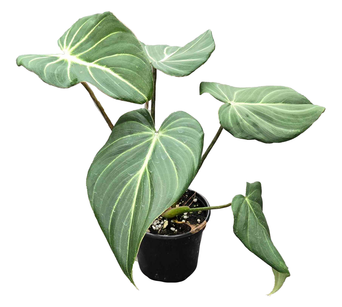 Philodendron Gloriosum 4 inch in Grower Pot
