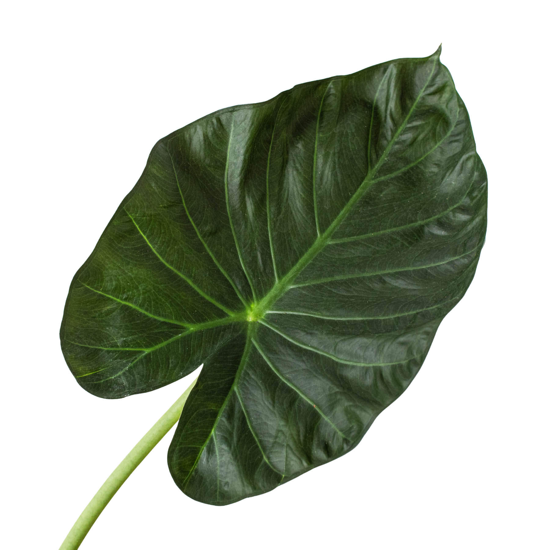 Alocasia 'Regal Shields' 6-inch