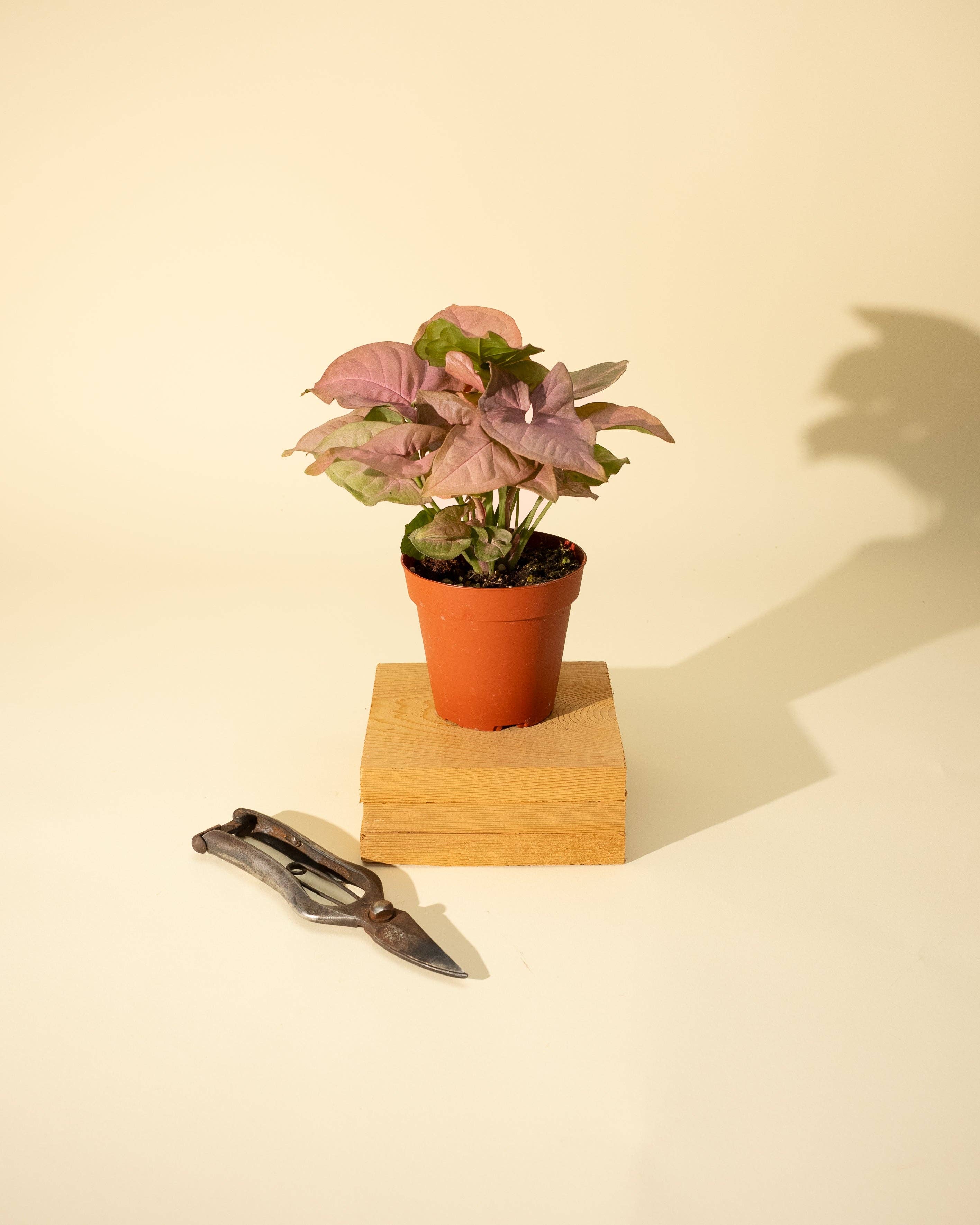 4" Syngonium 'Neon Pink'