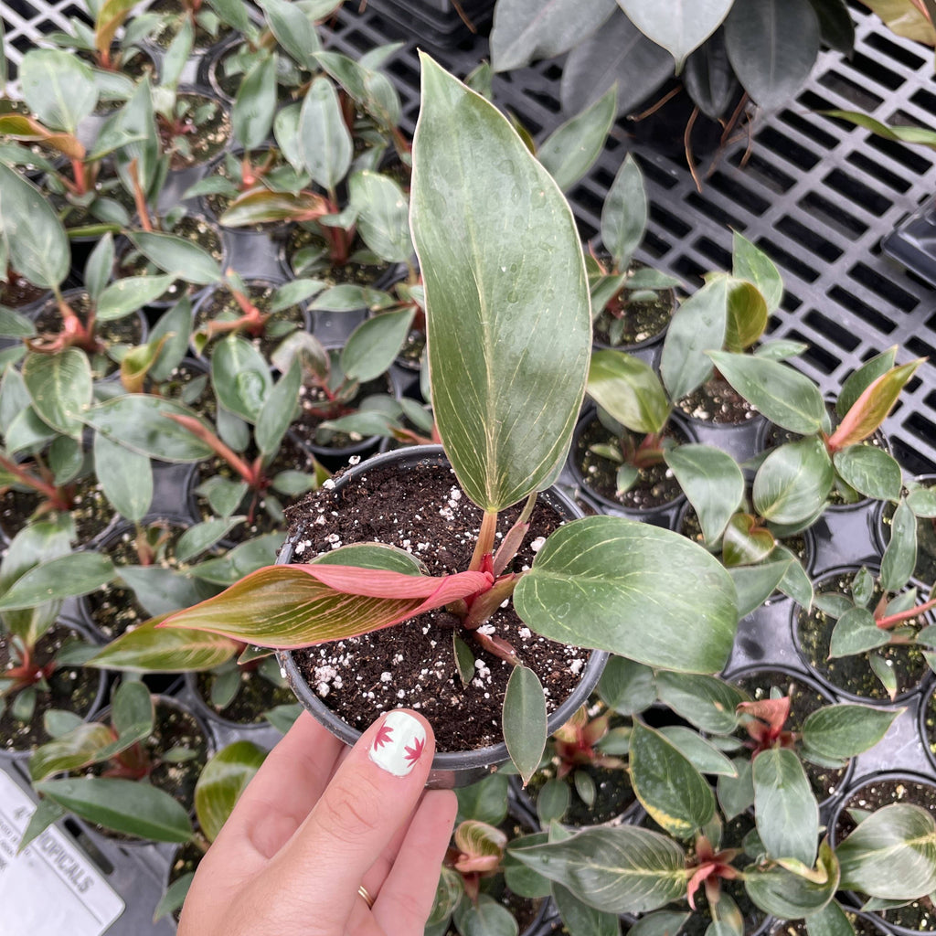 Kunzo bred Pink Philodendron Birkin - Live Plant - Rare