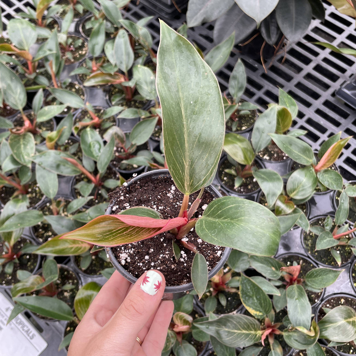 Kunzo bred Pink Philodendron Birkin - Live Plant - Rare