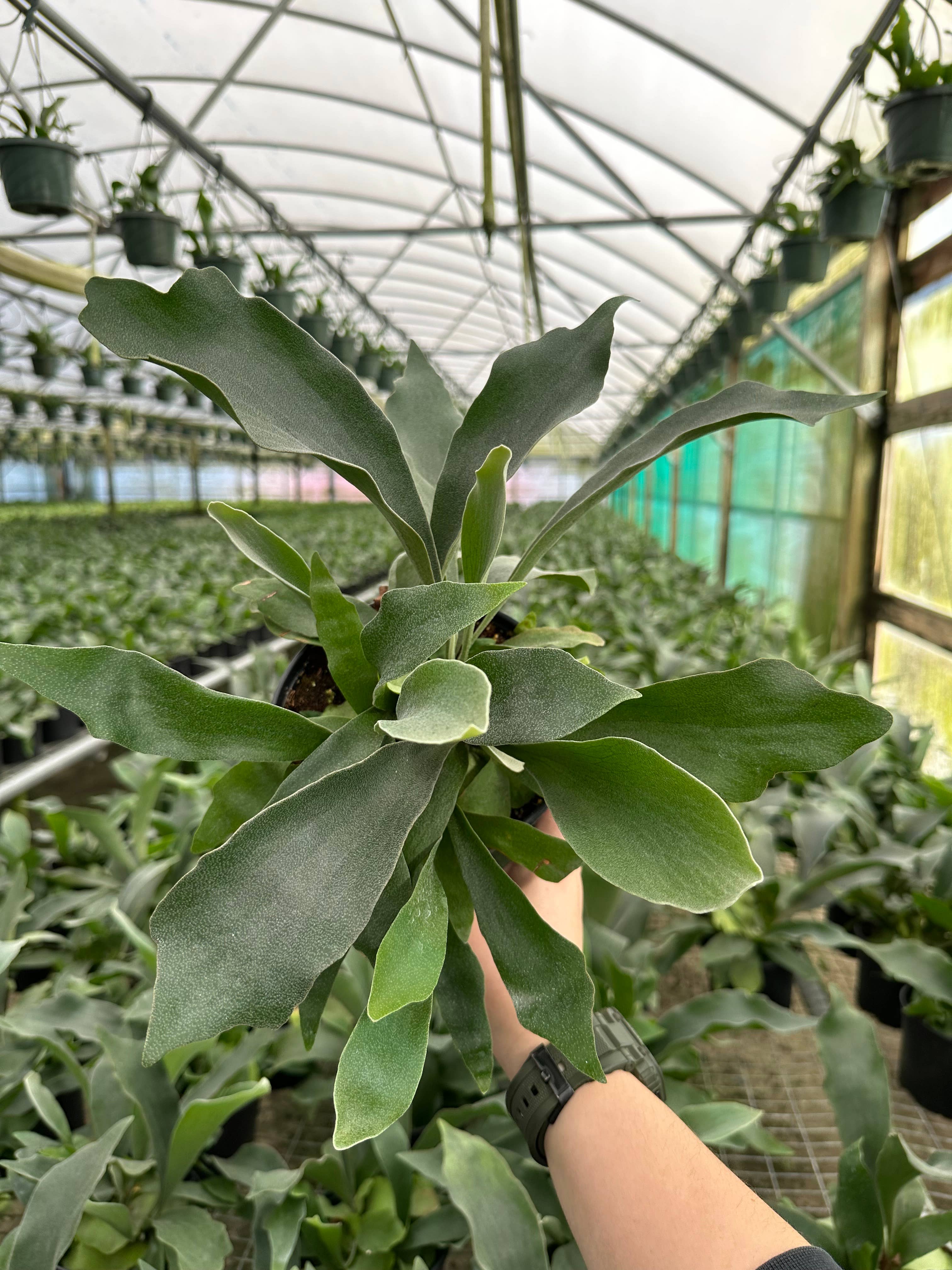 FERN Staghorn Netherlands Live Plant 6in