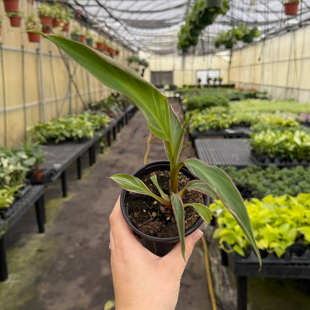 Pink Variegated Banana - Musa Nono Specimen - 4" Live Plant
