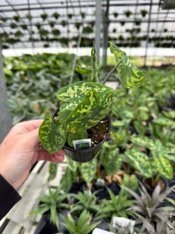 Alocasia Hilo Beauty - 4" Pot