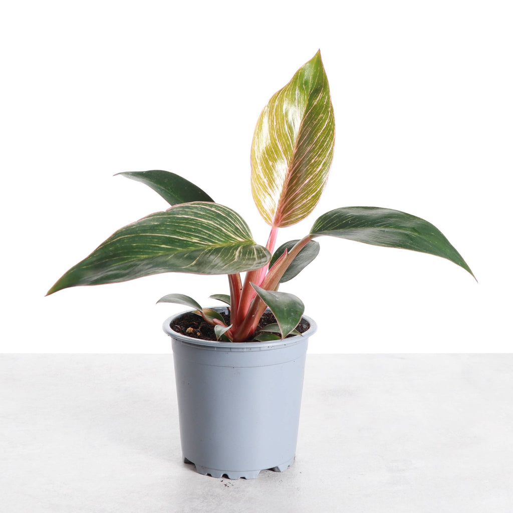 Kunzo bred Pink Philodendron Birkin - Live Plant - Rare