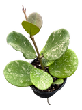 Hoya Obovata Splash 4in Grower Pot