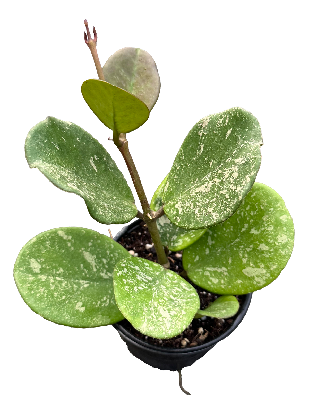 Hoya Obovata Splash 4in Grower Pot