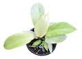 Philodendron Snowdrift 4 inch Grower Pot