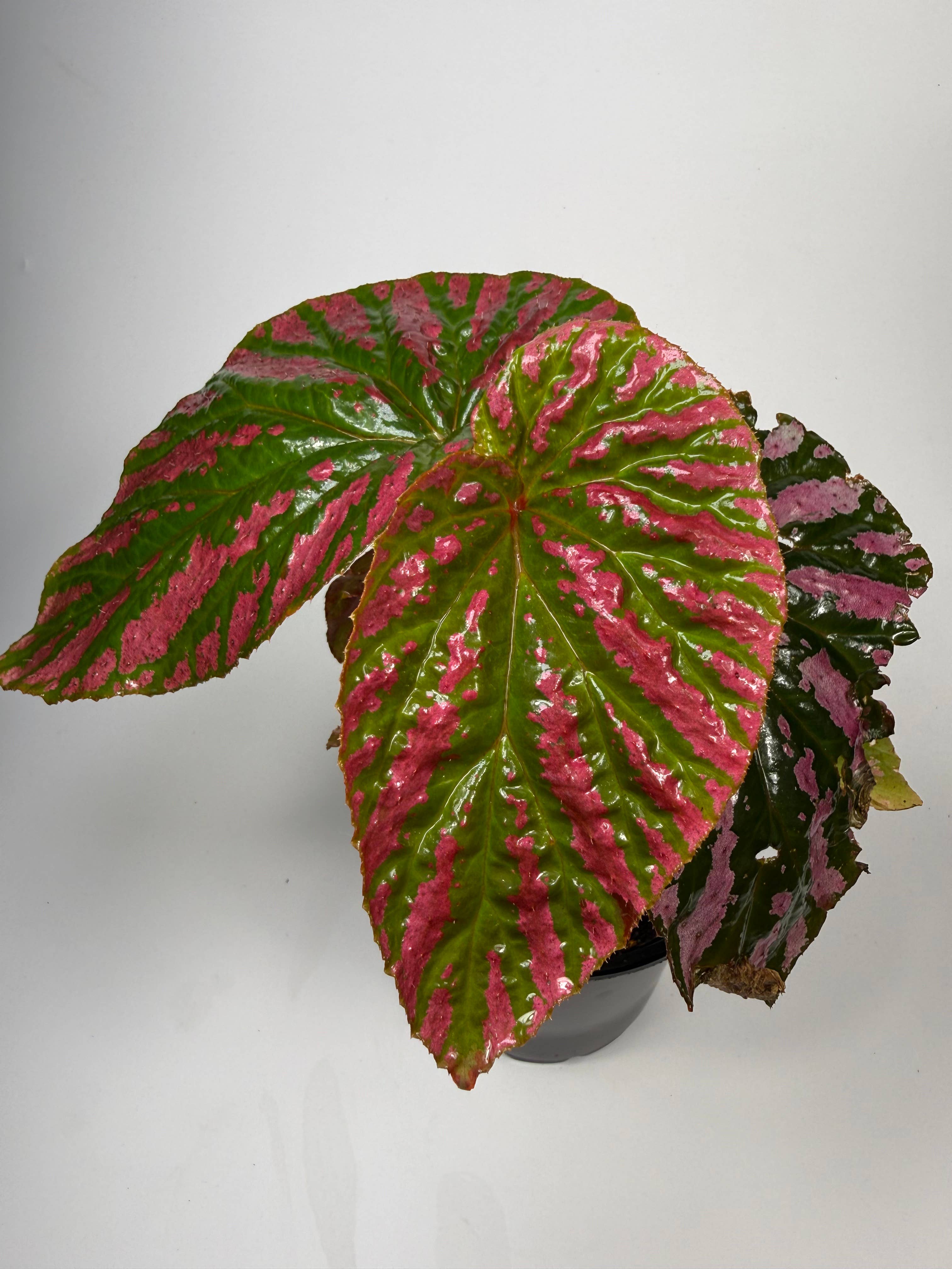Begonia Brevifolia Exotica - 4" Pot