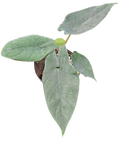 Alocasia Scalprum 4 inch Grower Pot