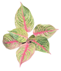 Aglaonema Jouli 4in Grow Pot