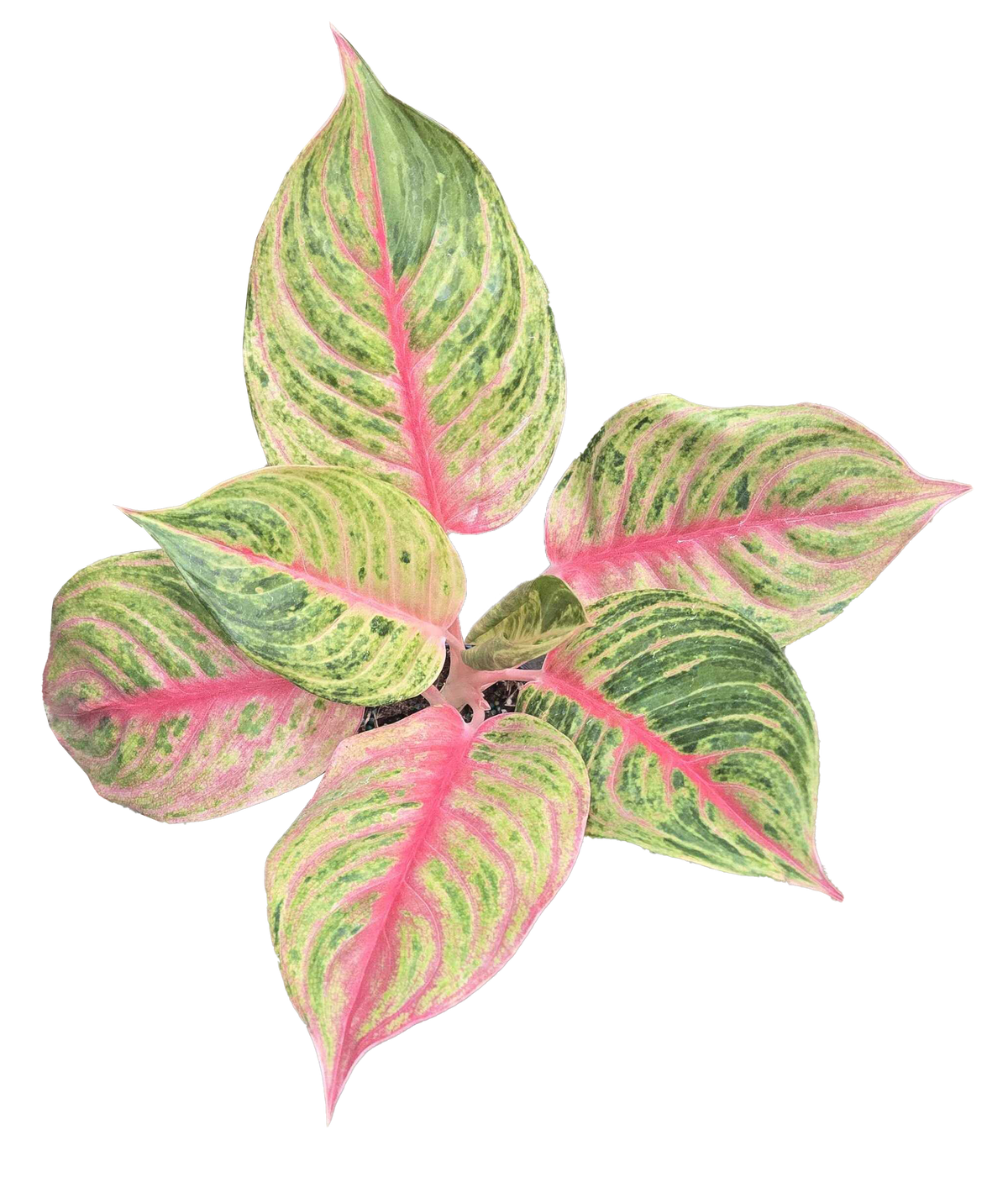 Aglaonema Jouli 4in Grow Pot