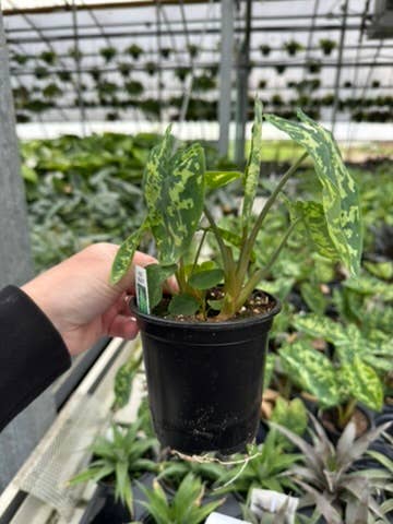 Alocasia Hilo Beauty - 4" Pot