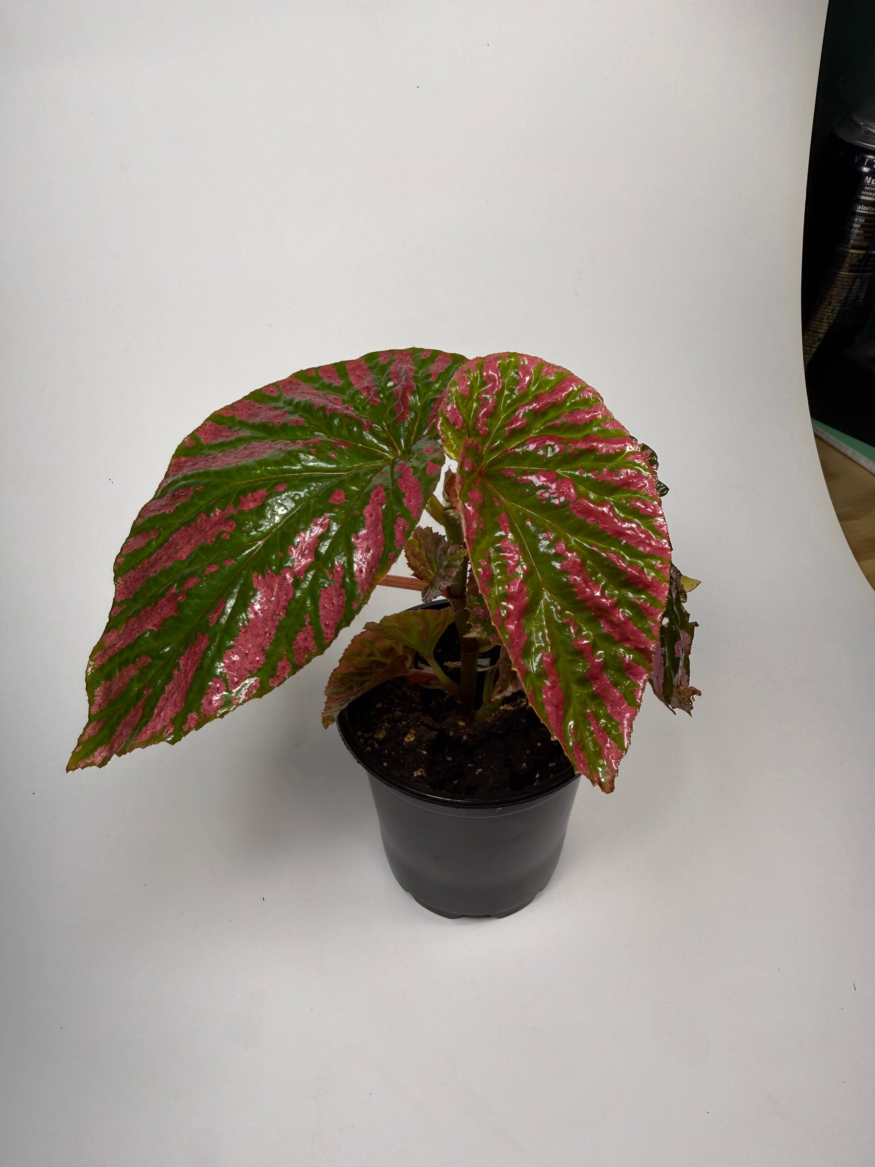 Begonia Brevifolia Exotica - 4" Pot