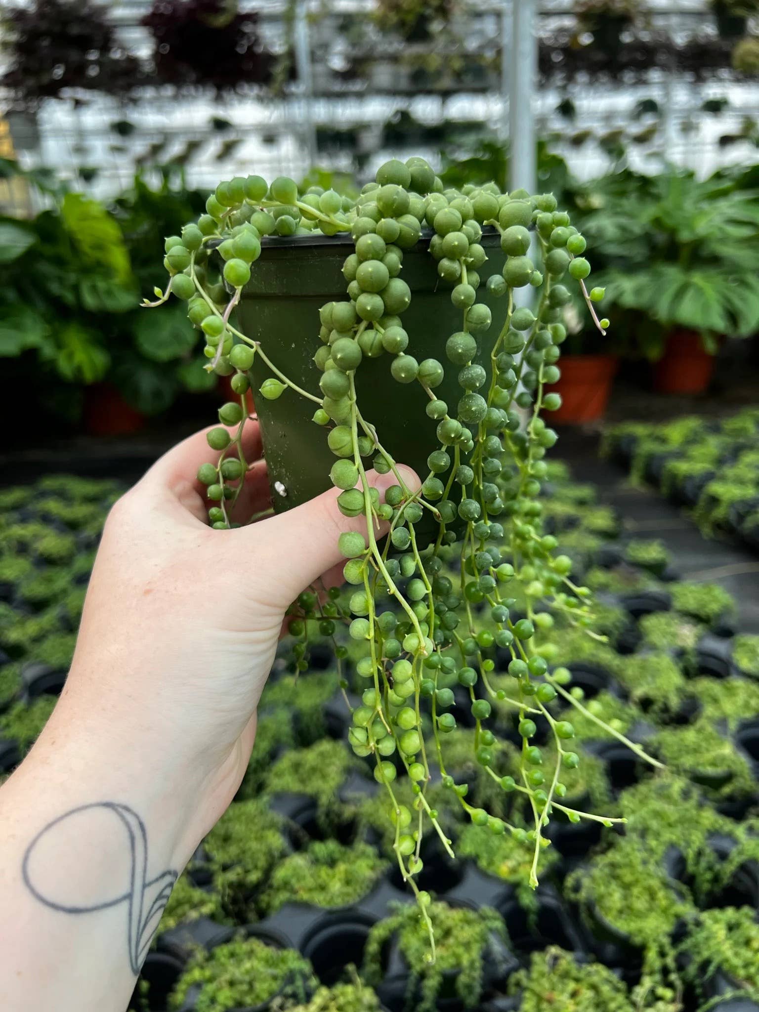 Senecio String of Pearls | Live Rooted Plant