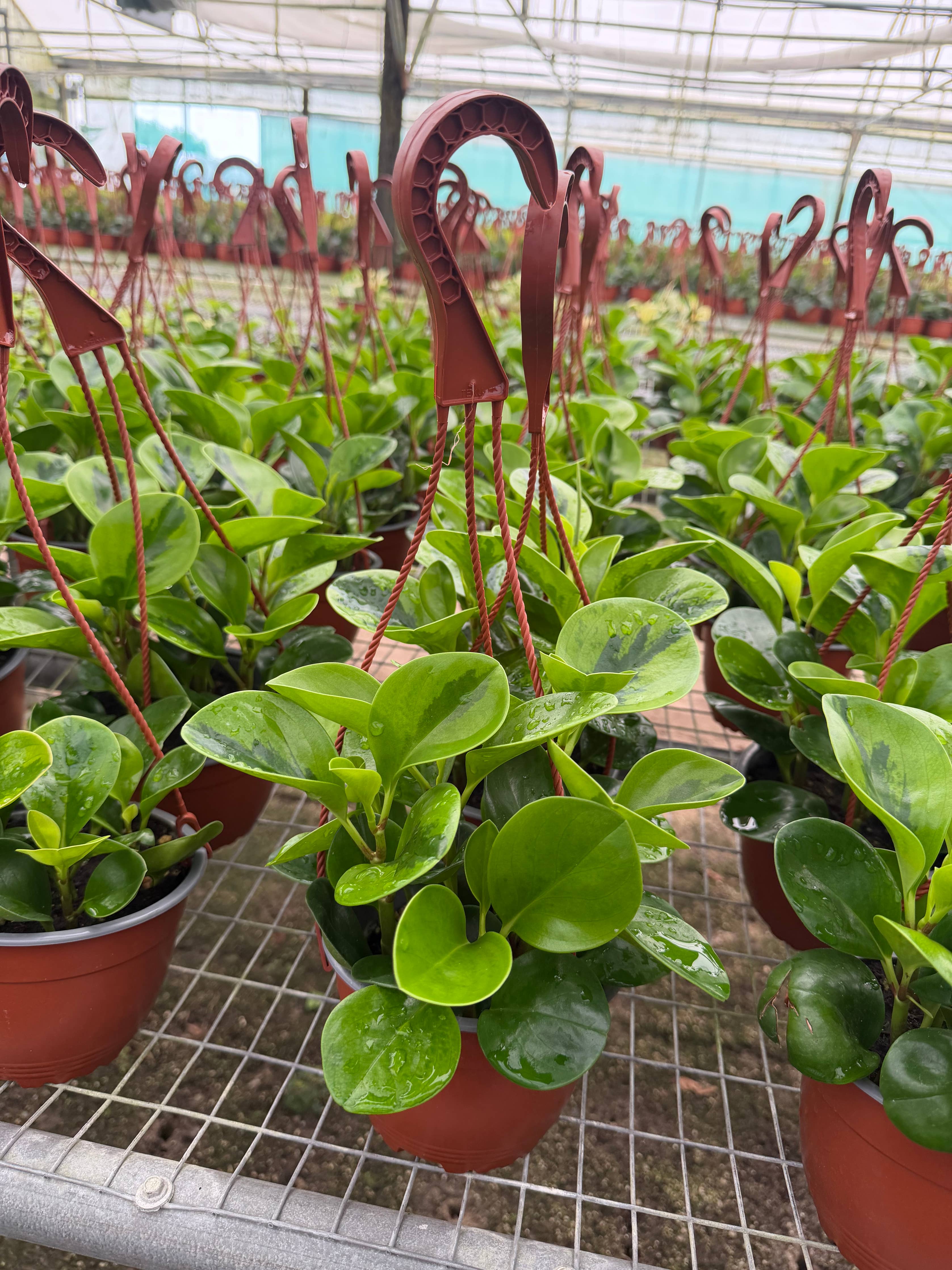 PEPEROMIA Obtusifolia ‘Lemon Lime’ Live Plant HB 6in