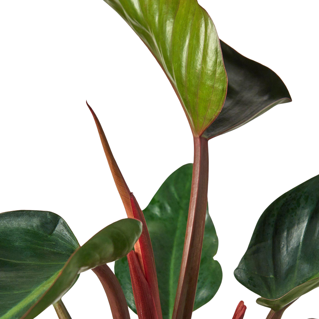 Philodendron 'Congo Rojo' - 4" Pot