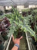 Alocasia 'Jacklyn' - 6" Pot