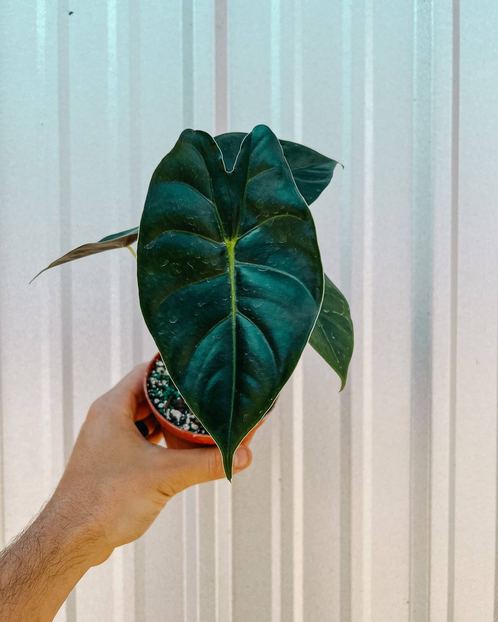 6” Alocasia 'Golden Bone'