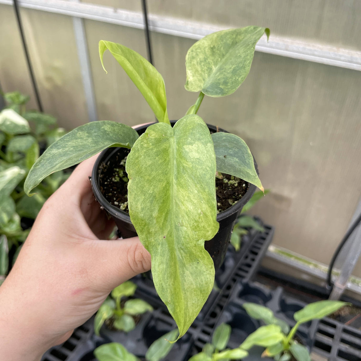 Philodendron Bob Cee Variegated - 4" Live Plant - Rare