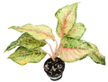 Aglaonema Alexandria 4in Grow Pot