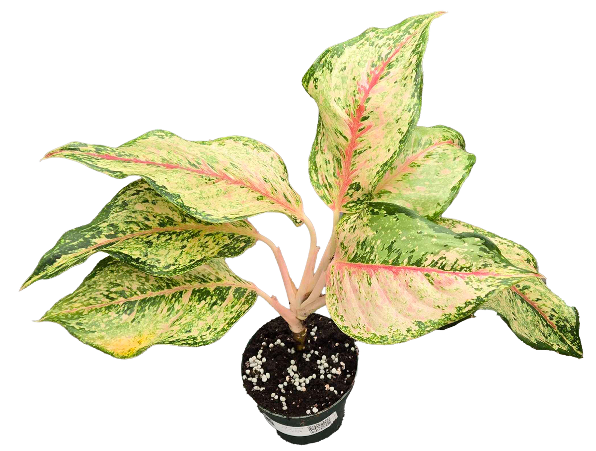 Aglaonema Alexandria 4in Grow Pot