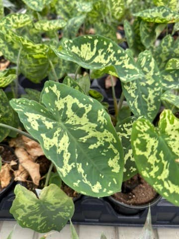 Alocasia Hilo Beauty - 4" Pot