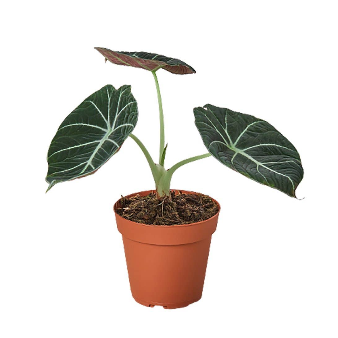 ALOCASIA BLACK VELVET 4-inch
