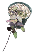 Hoya Lacunosa Black 4in Grow Pot