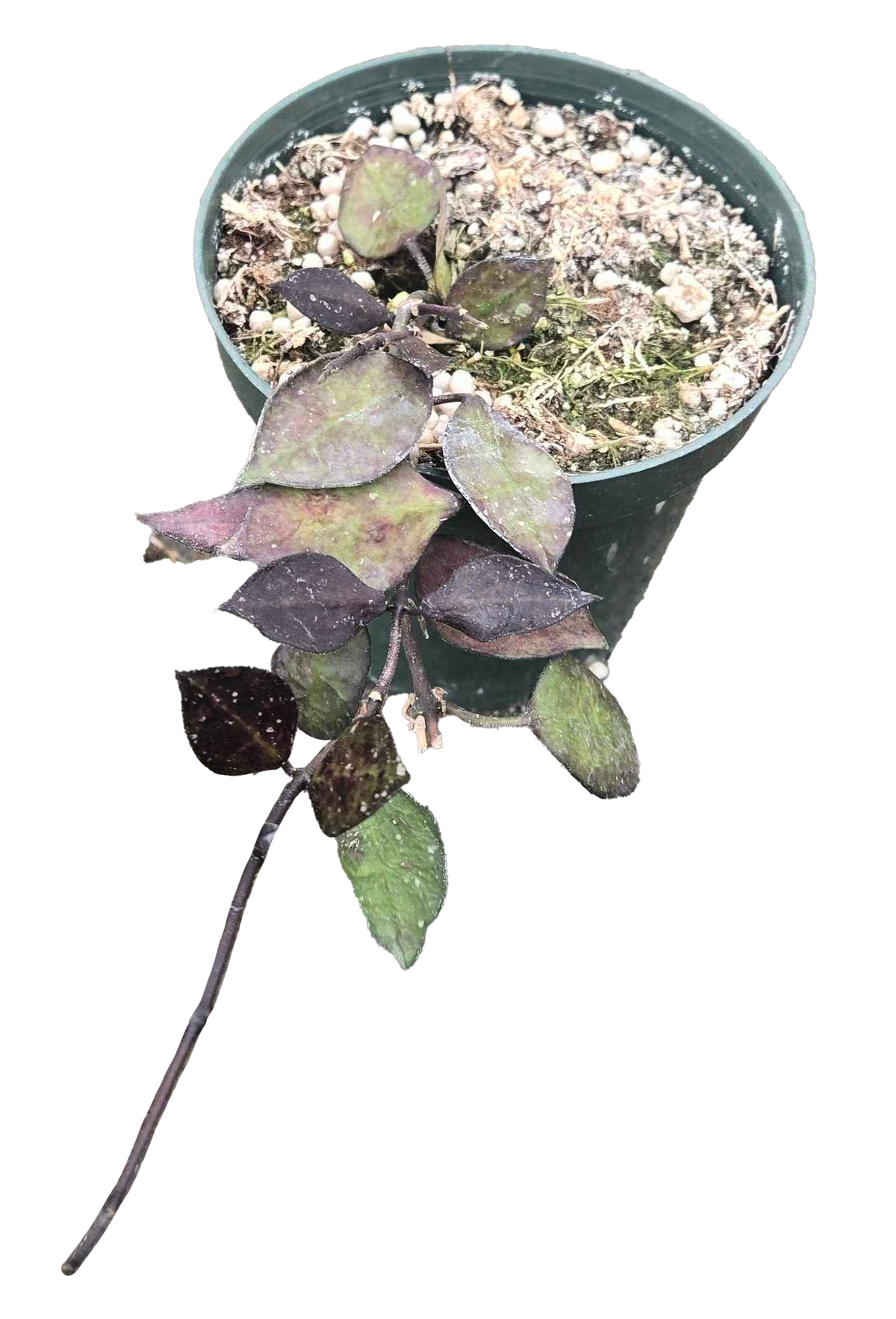 Hoya Lacunosa Black 4in Grow Pot