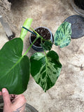 Monstera Bulbasaur