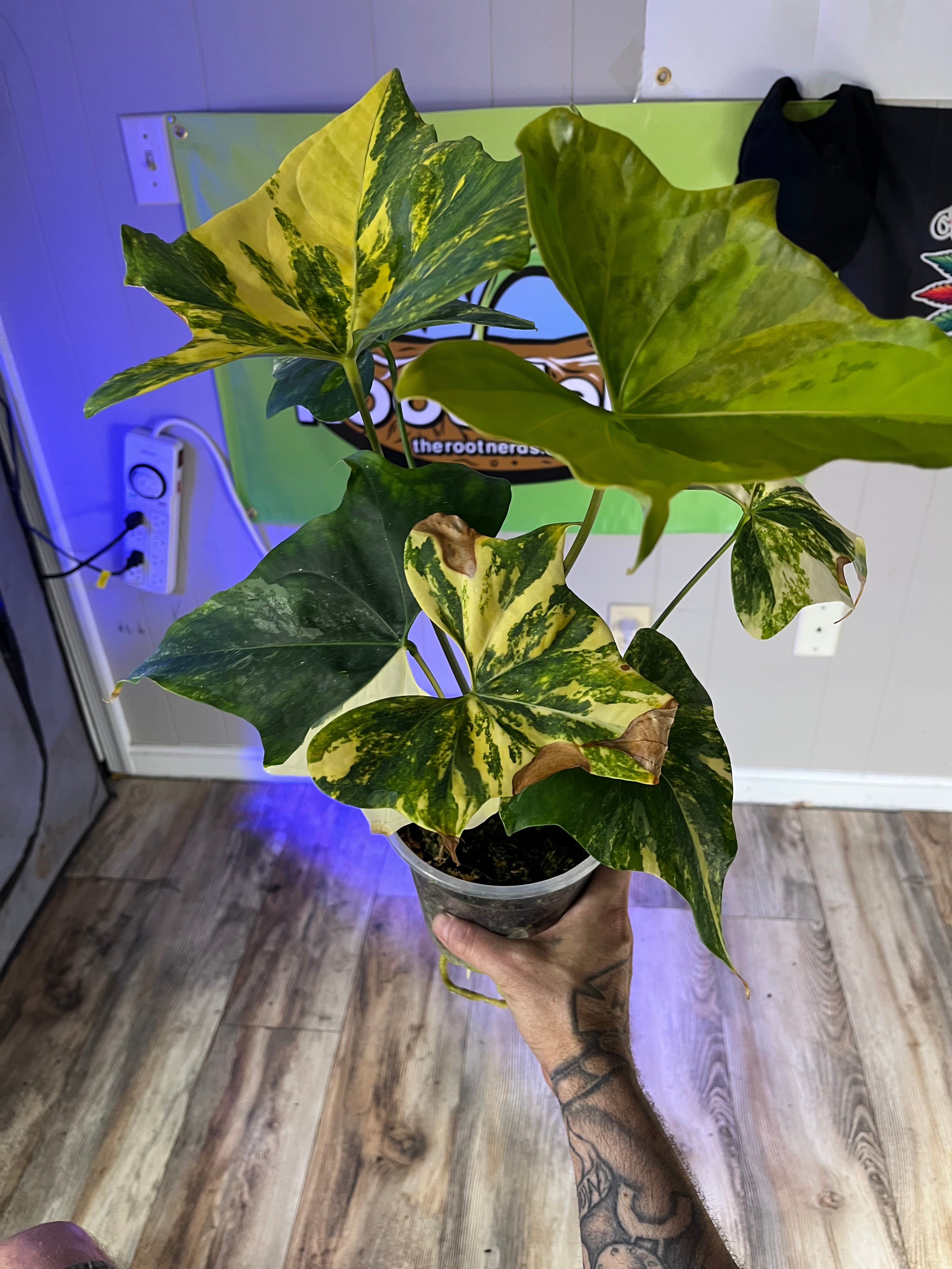 Anthurium Varigated pterodactyl