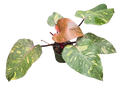 Philodendron Orange Princess 4in Grow Pot