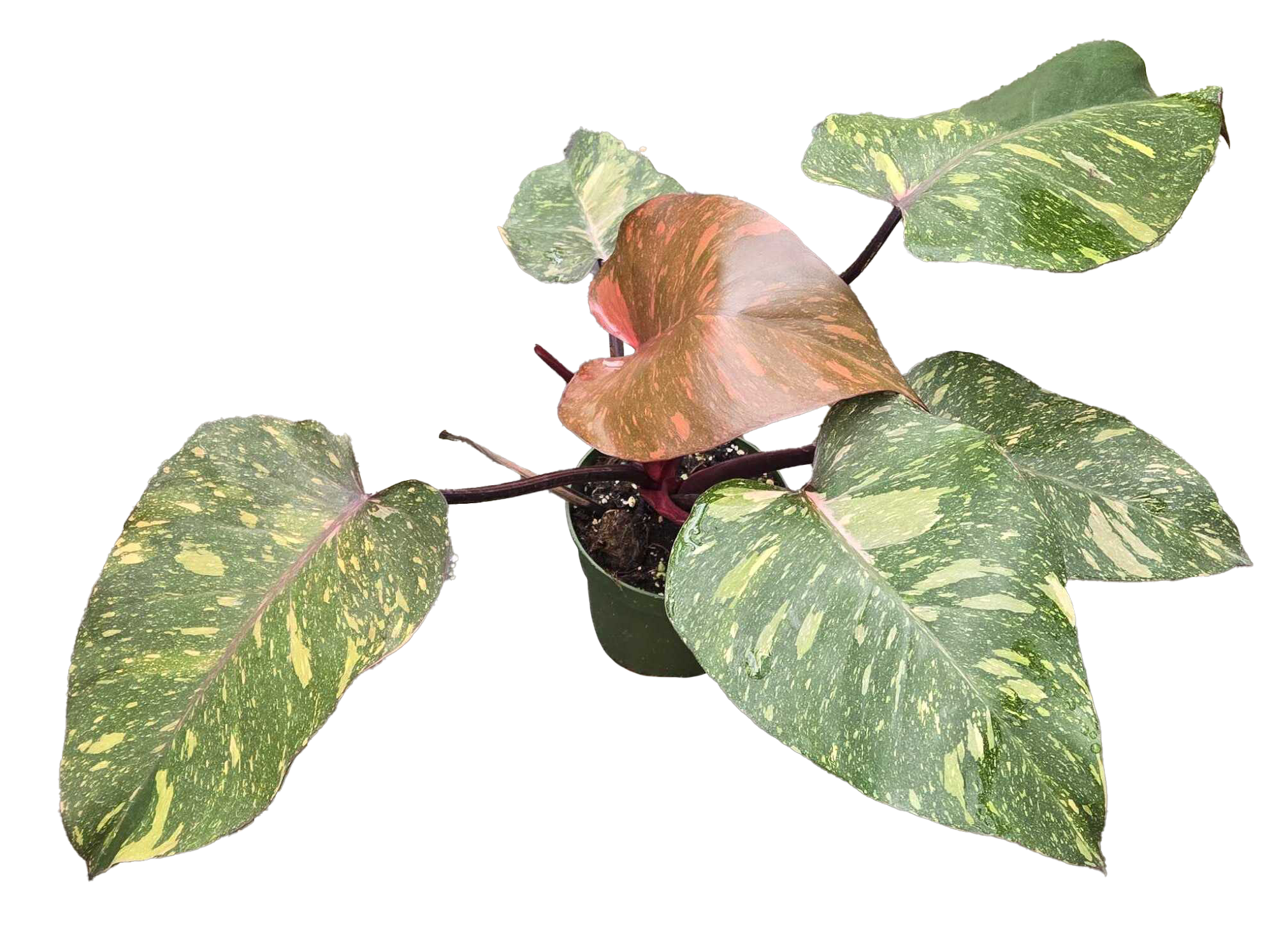 Philodendron Orange Princess 4in Grow Pot