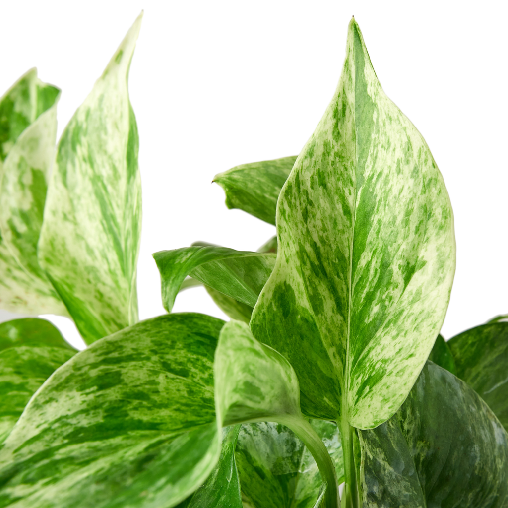 POTHOS MARBLE QUEEN 4-inch