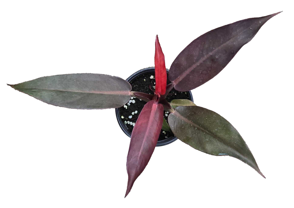 Philodendron Red Sun 4 inch Grower Pot
