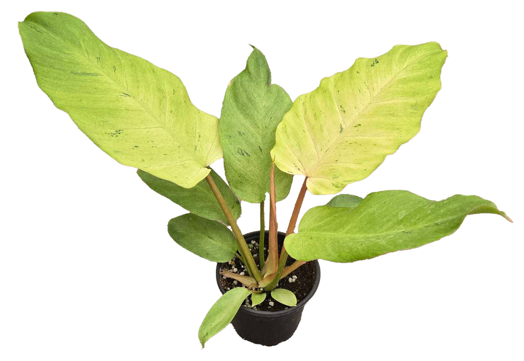 Philodendron Snowdrift 4 inch Grower Pot