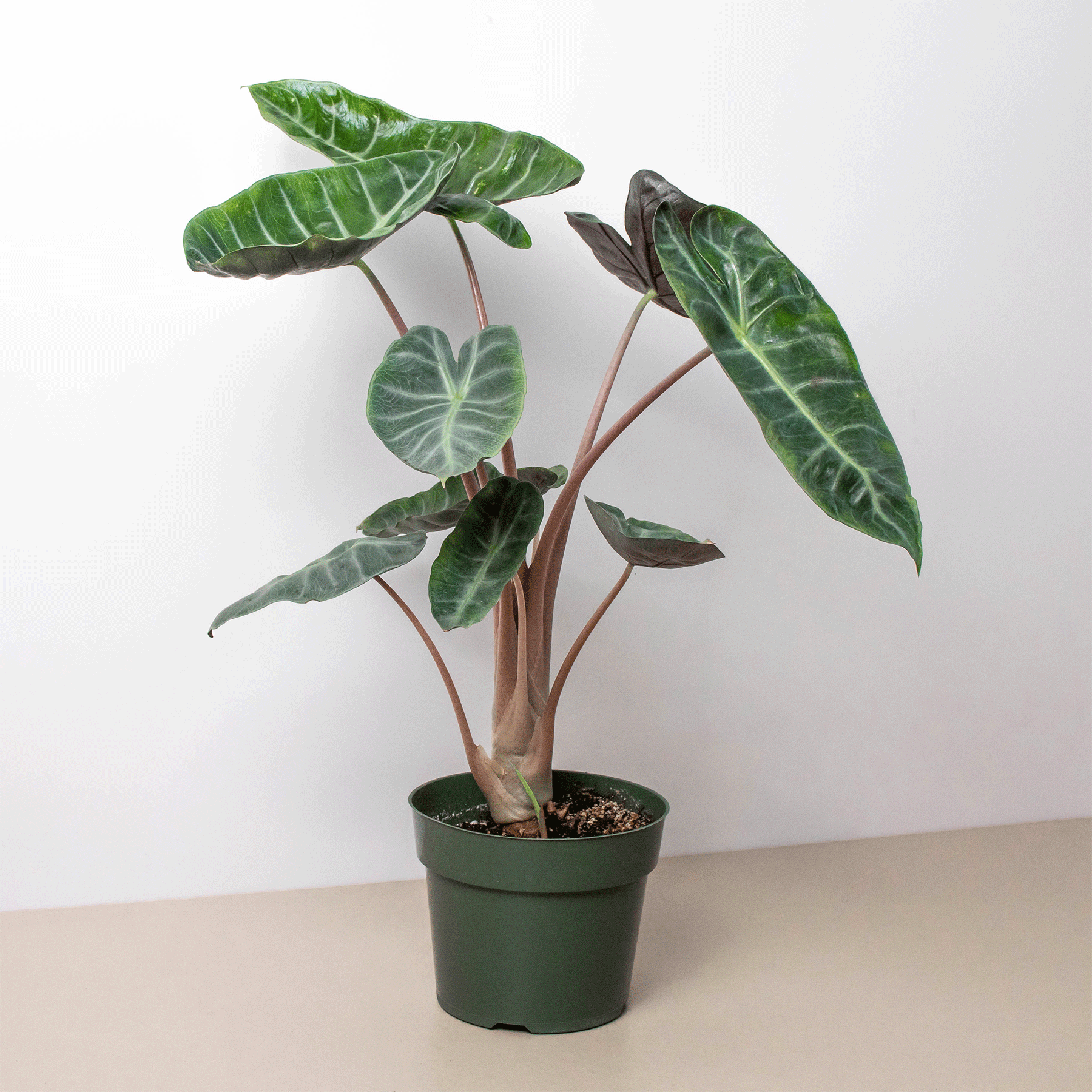 Alocasia Pink Dragon - 6" Pot