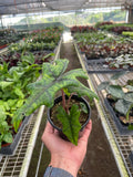 Alocasia 'Jacklyn' - 4" Pot